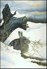 Sparse Cover - Rabbit Art Print by Les McDonald, Jr.